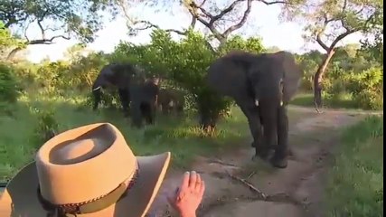 elephant  fil araca saldırdı