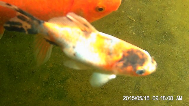 mes poissons dans le bassin hors sol
