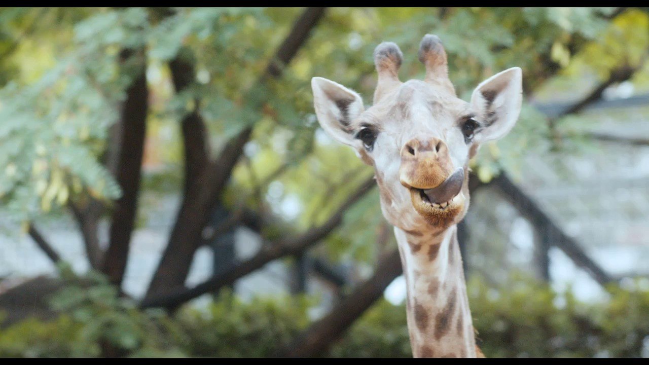 Giraffada - trailer (deutsch) hd