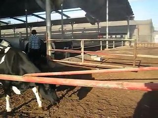 תהליך חליבת פרות - מחלבת טרה, משק ברגר מושב כפר הס