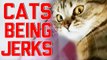 Cats Being Jerks Video Compilation -- FailArmy