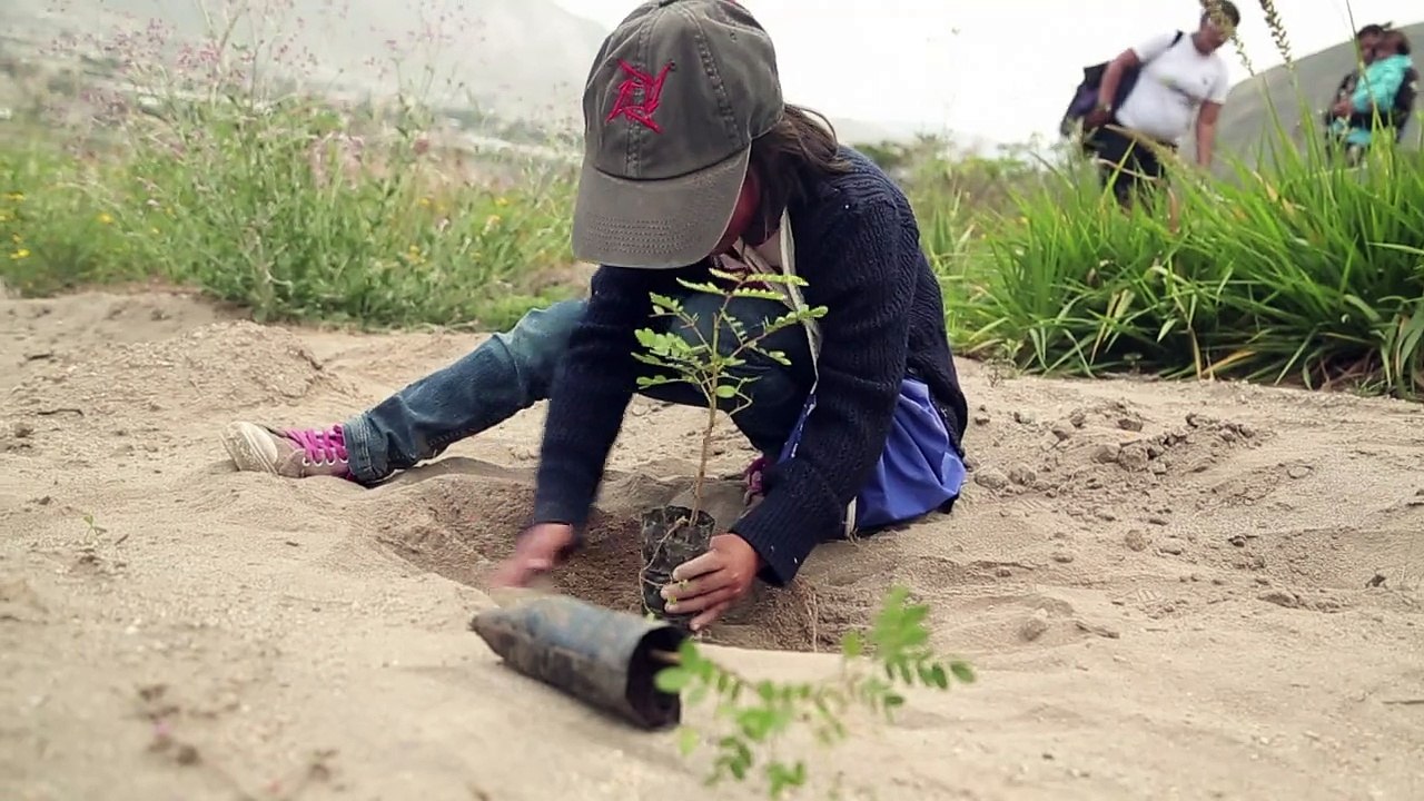 Ecuador busca el récord Guinness de reforestación