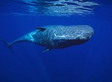 Dünyanın En Büyük Hayvanı Mavi Balina
