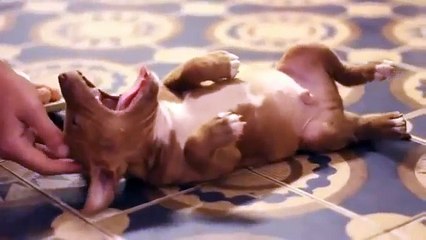 Funny Animals   Funny Cats, Funny Dogs & Animals   Animals Funny