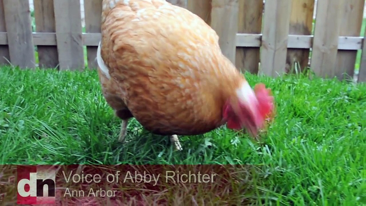 Backyard chickens