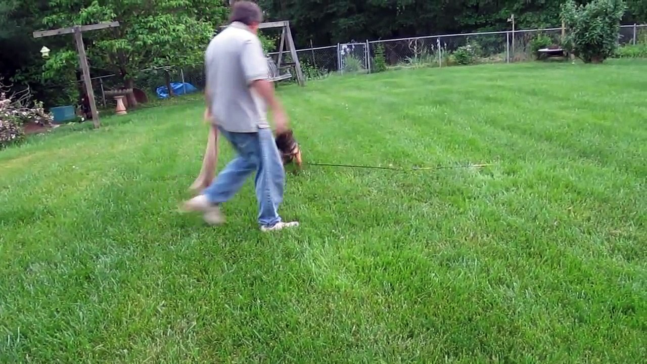 German Shepherd Puppy begins Schutzhund Training