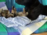 Staffordshire Bull Terrier and his kitten
