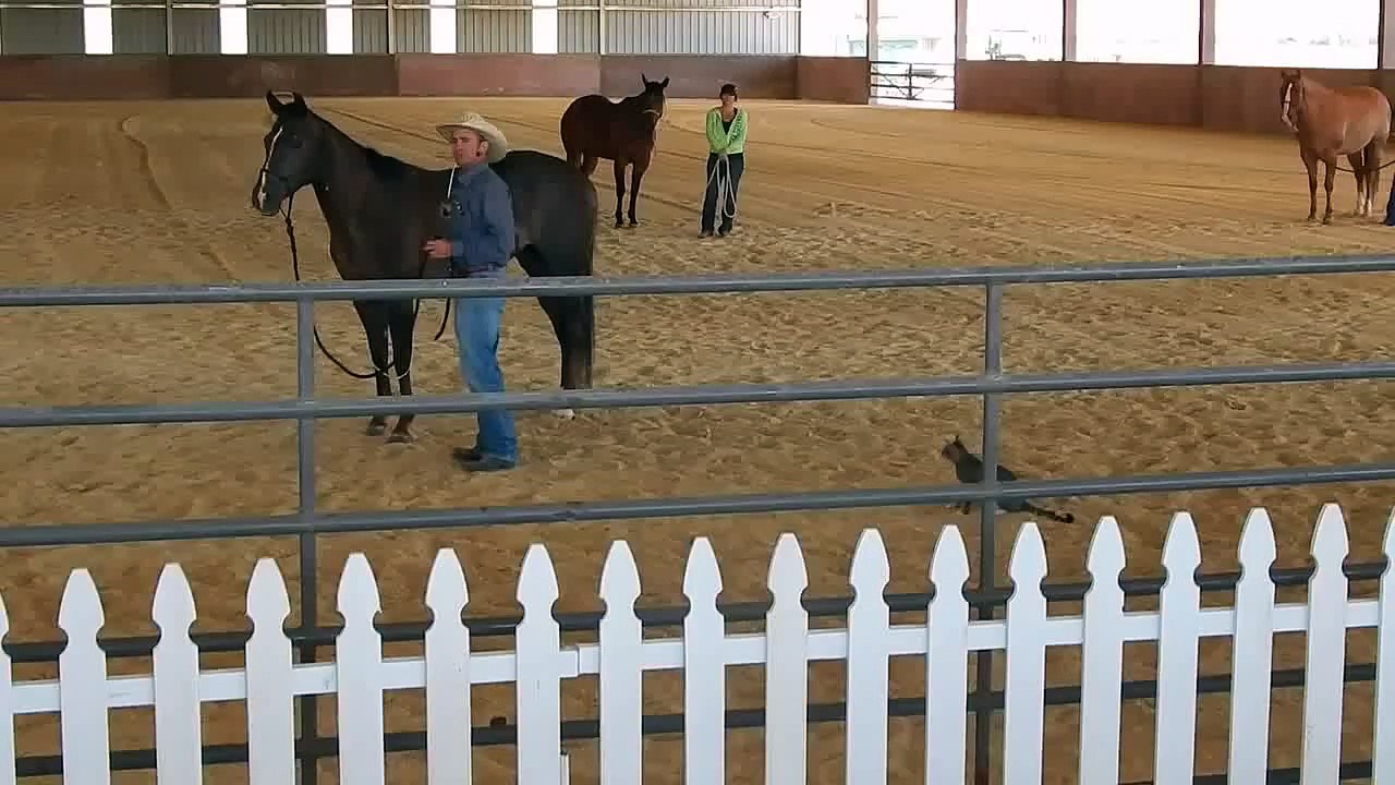 Crazy Cat Attacks Horse