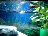 MEU AQUARIO - Diversos (Ciclideos, Ornamentais, Bettas, Guppys e Agulha)