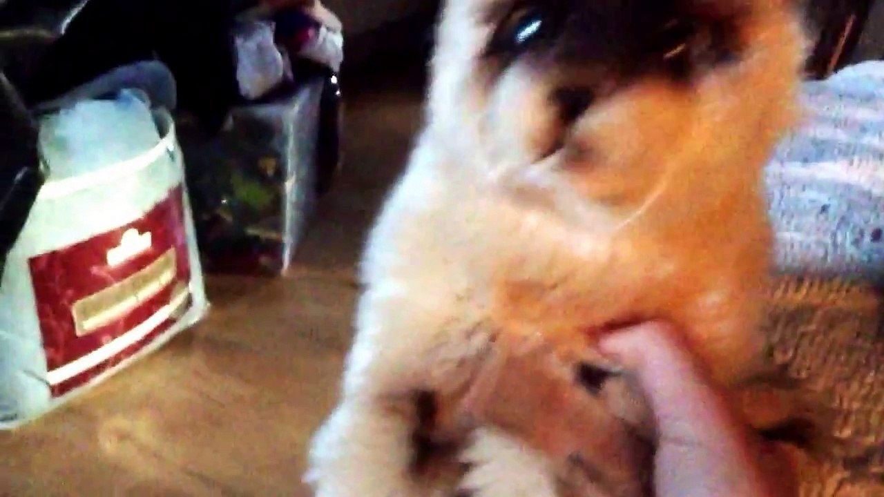 My cat being put down
