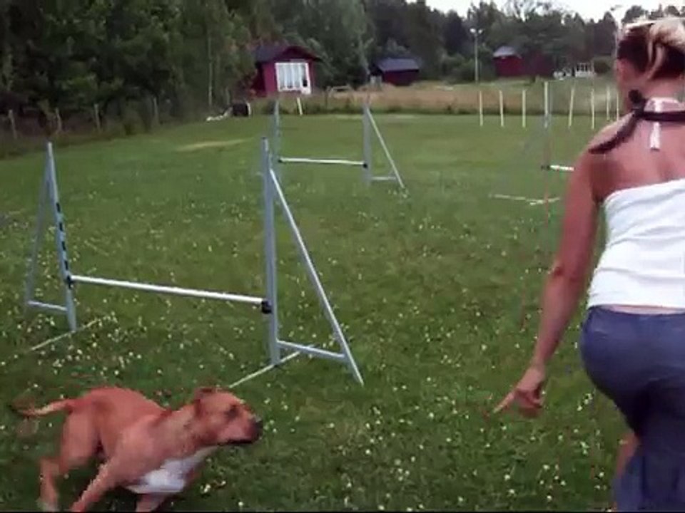 Agility med Amstaffen Peanut