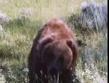 Медведь напал на женщину/нападение медведя на человека/2015/убийца/растерзал/жесть/ужас/ онлайн