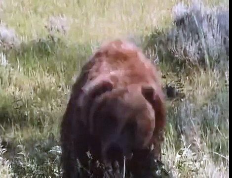 Медведь напал на женщину/нападение медведя на человека/2015/убийца/растерзал/жесть/ужас/ онлайн