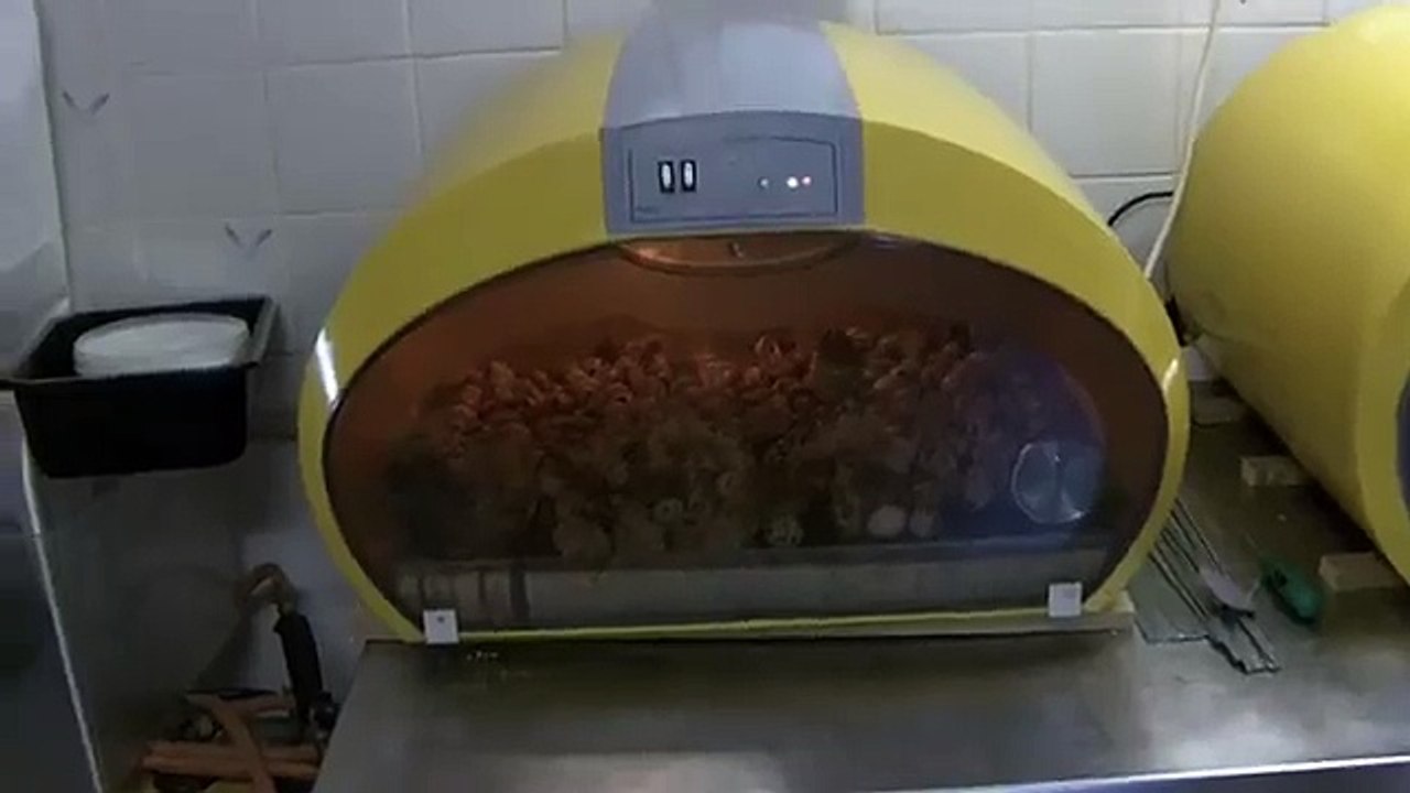 Naissance des cailleteaux dans une couveuse Cosmo