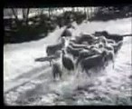 Rare footage:  Illyrian Sheep Dog  defending the flock of sheep.