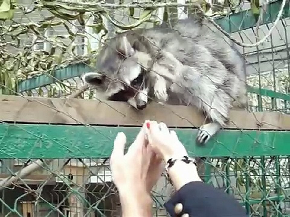 Самый милый енот в мире!