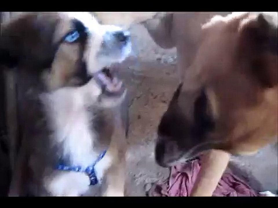 Impactante pelea de perros