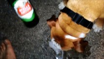 Ultimate Drunk Animals Fails Compilation
