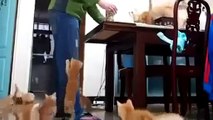 Funny Cats Compilation - Funny Cat Videos Ever- Funny Videos - Funny Animals - Funny Animal Videos 4 - Video Dailymotion