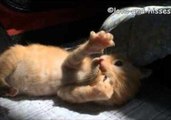 Kitten Loves Chewing His Tiny Paws