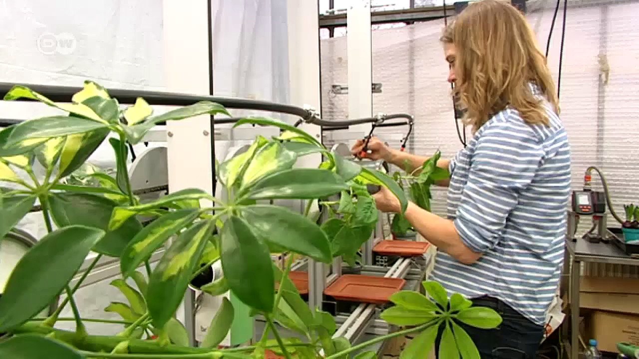 Waagerechte bäume | projekt zukunft