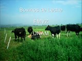 Bovinos de leche