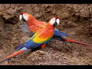 سورہ العصر اردو ترجمعہ کے ساتھ شیئر ضرور کریں