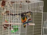 Senegal Parrot Talking and Singing