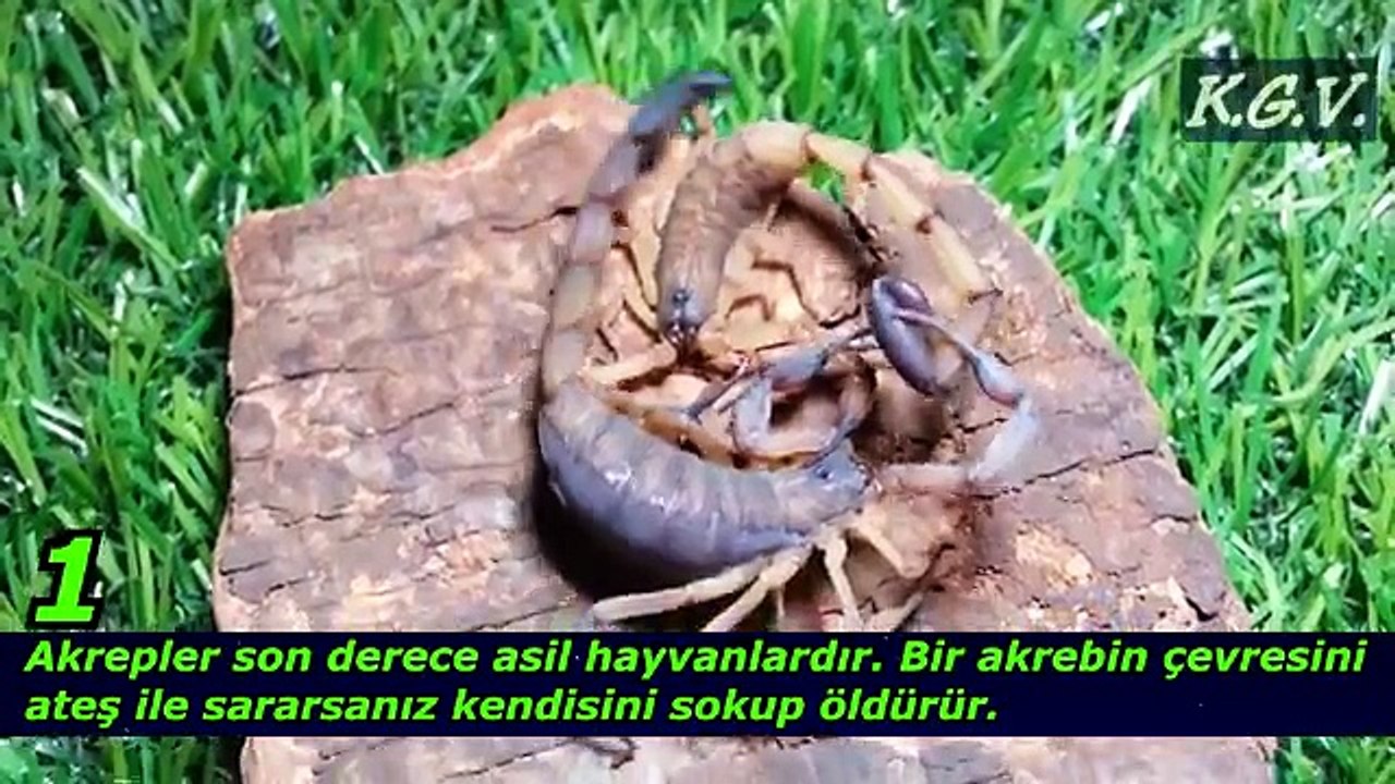 AKREPLER