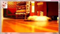 Funny Cats Sliding on Wood Floors - So cute