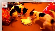 Funny Dogs Opening Christmas Presents - So lovely