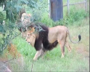 Lion fight. Four male lions fight at Melbourne Zoo
