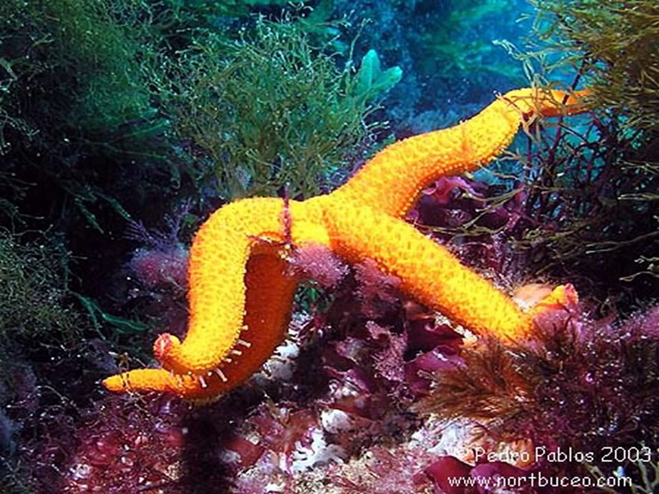 Estrellas de Mar