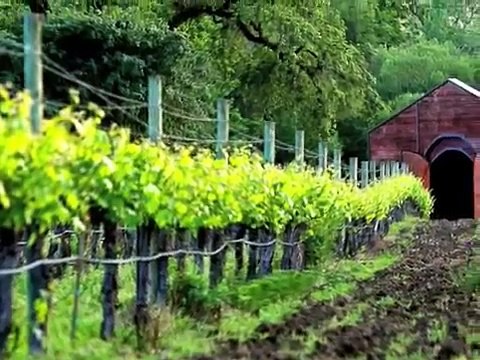 Dominique Barbier, Barbier Farm Lusitanos
