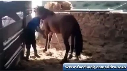 haha - Horse kick a man