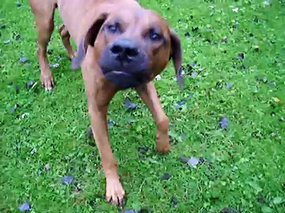 Rhodesian Ridgeback and Black Lab playing