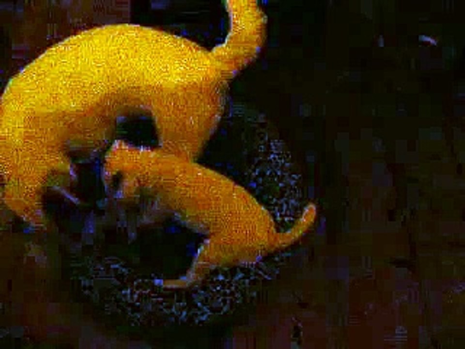 geisha & zira playing