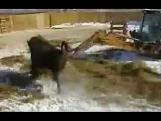 Man Attacked by Angry Bison