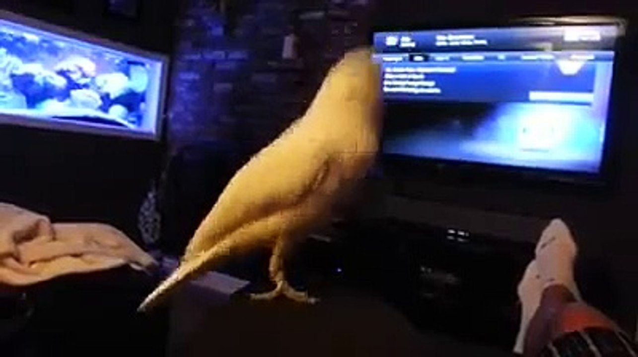 Mon oiseau adore le rap oldshool