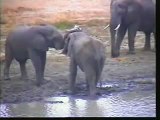 Cape Buffalo & Elephants Pt.2