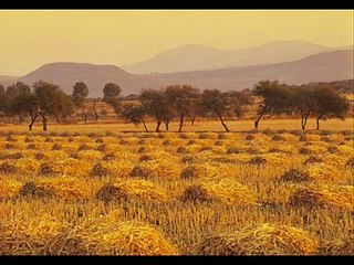 FLOR SILVESTRE, CARIÑO SANTO