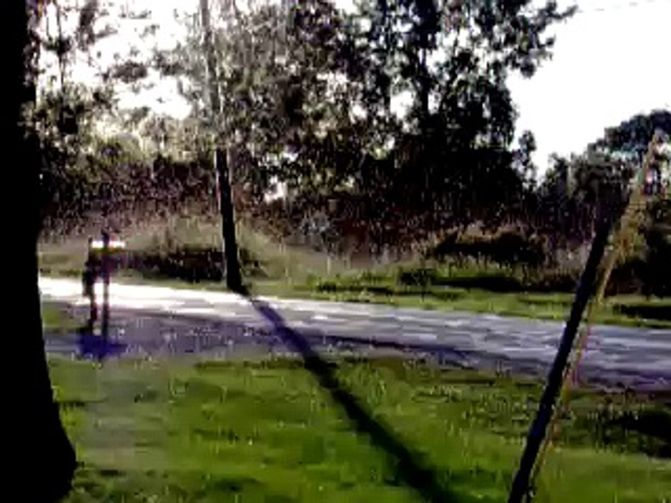 mayflies at my house!