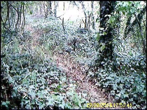 Videotrappola passaggio cinghiali in Provincia Teramo 2014