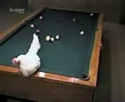 Chicken Playing Billards