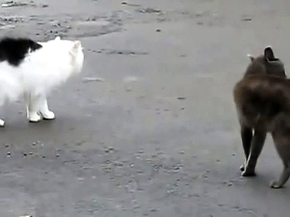 The two bicker cat