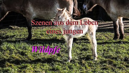 Nationalpark Bayer. Wald: Aus dem Leben eines Wildpferd-Fohlens
