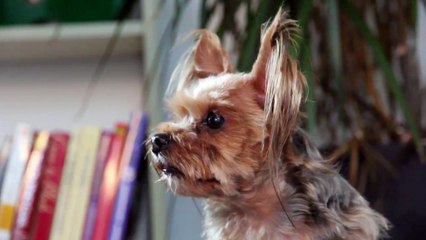 Double Dog Done? Funny Talking Yorkies