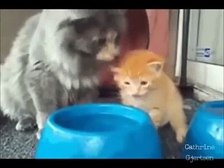 Top Funny - Synthesis humorous scenes of cats moment 2014