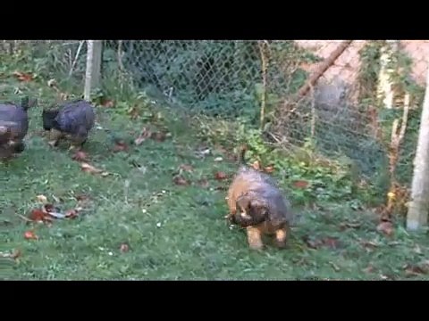 Gosaca Gos d'Atura pups 9 weken.