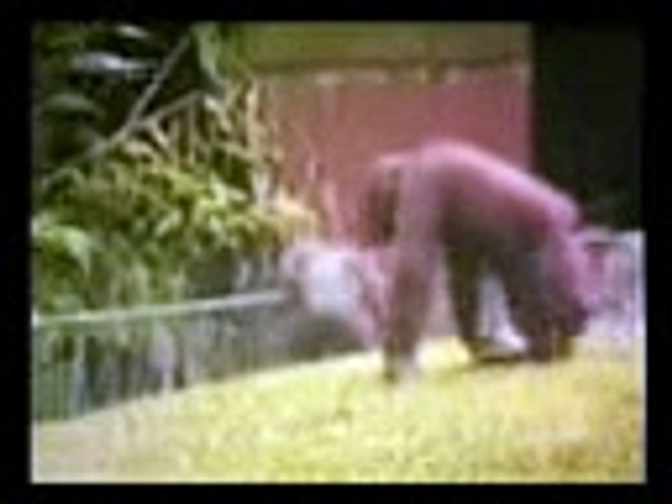 Animals doing funny things